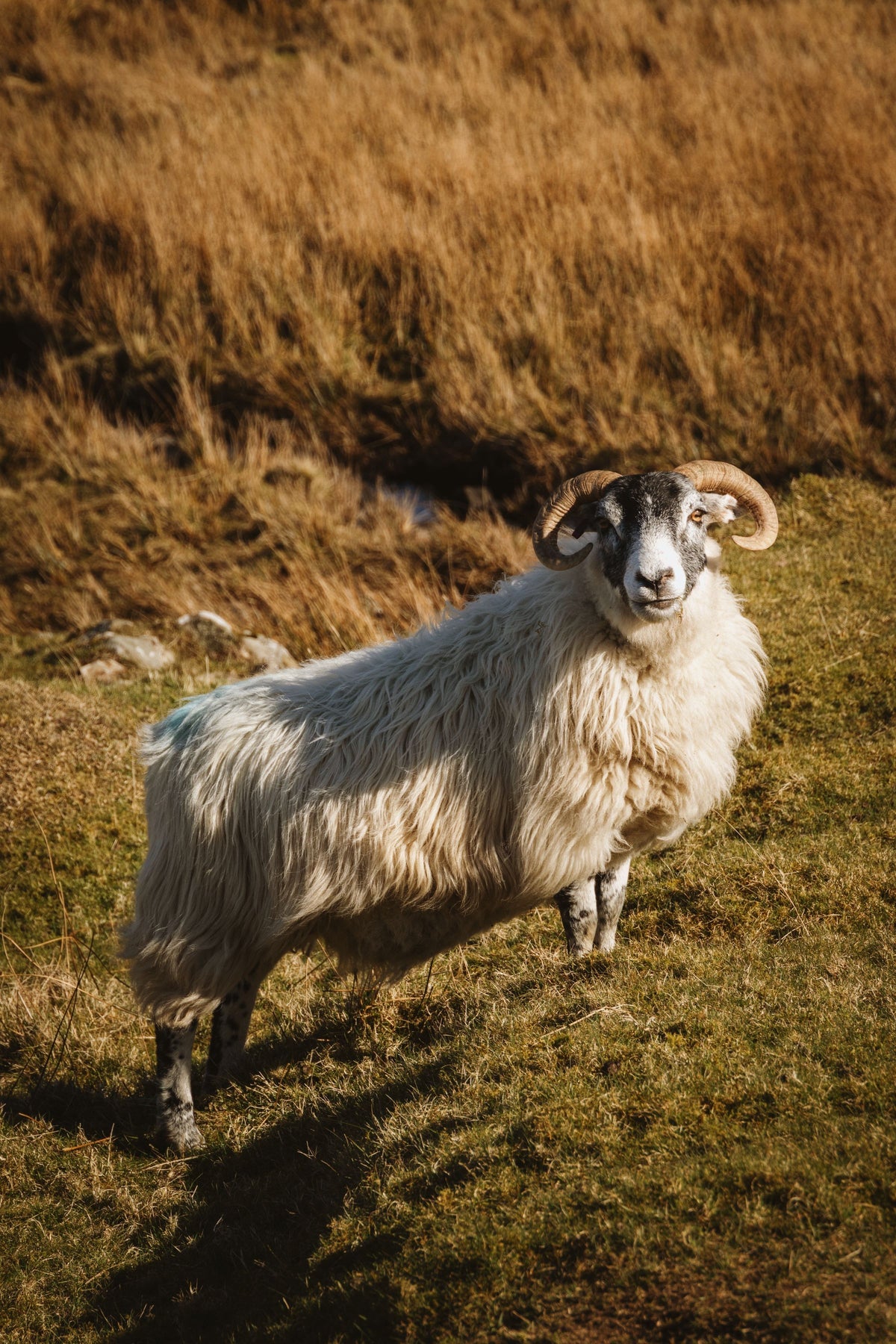Oveja de cara negra en una ladera de helechos en Escocia